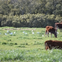 Bubulcus coromandus (Eastern Cattle Egret) at Numbaa, NSW - 16 Jul 2024 by plants