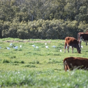 Bubulcus coromandus at Numbaa, NSW - 16 Jul 2024