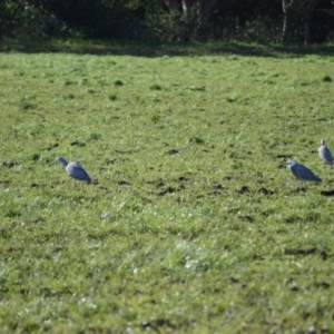 Egretta novaehollandiae at Numbaa, NSW - 16 Jul 2024