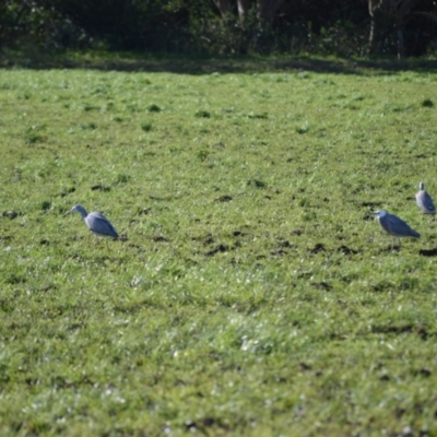 Egretta novaehollandiae (White-faced Heron) at Numbaa, NSW - 16 Jul 2024 by plants