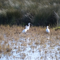 Platalea regia (Royal Spoonbill) at Numbaa, NSW - 16 Jul 2024 by plants