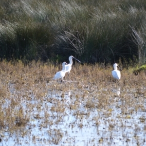 Platalea regia at Numbaa, NSW - 16 Jul 2024