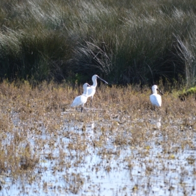 Platalea regia (Royal Spoonbill) at Numbaa, NSW - 15 Jul 2024 by plants