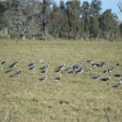 Threskiornis spinicollis (Straw-necked Ibis) at Bolong, NSW - 16 Jul 2024 by plants