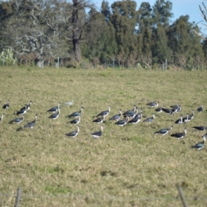 Threskiornis spinicollis at Bolong, NSW - 16 Jul 2024