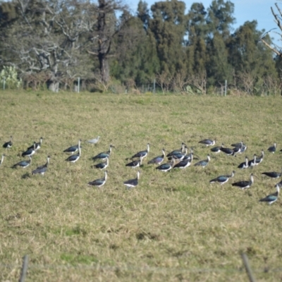 Threskiornis spinicollis (Straw-necked Ibis) at Bolong, NSW - 15 Jul 2024 by plants