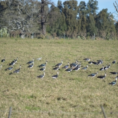 Threskiornis spinicollis (Straw-necked Ibis) at Bolong, NSW - 16 Jul 2024 by plants