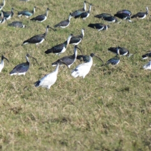 Threskiornis molucca at Bolong, NSW - 16 Jul 2024 03:06 AM