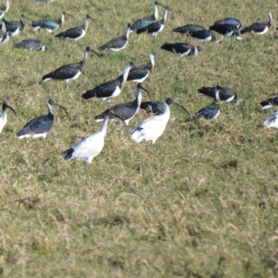 Threskiornis molucca (Australian White Ibis) at Bolong, NSW - 16 Jul 2024 by plants