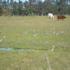 Egretta novaehollandiae (White-faced Heron) at Bolong, NSW - 15 Jul 2024 by plants