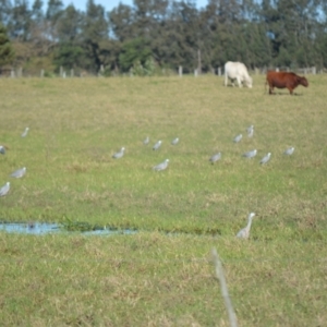 Egretta novaehollandiae at Bolong, NSW - 16 Jul 2024 03:06 AM