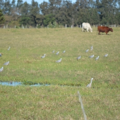 Egretta novaehollandiae (White-faced Heron) at Bolong, NSW - 16 Jul 2024 by plants