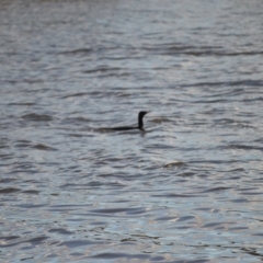 Phalacrocorax sulcirostris (Little Black Cormorant) at Woollamia, NSW - 15 Jul 2024 by plants