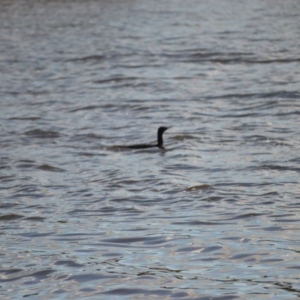 Phalacrocorax sulcirostris at Woollamia, NSW - 16 Jul 2024