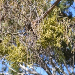 Notothixos subaureus at Woollamia, NSW - 16 Jul 2024