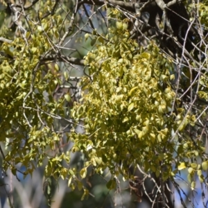 Notothixos subaureus at Woollamia, NSW - 16 Jul 2024