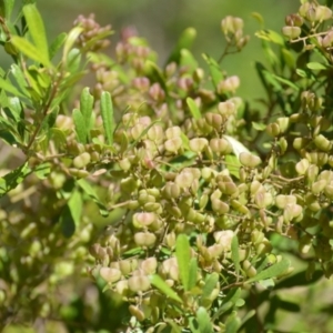 Bursaria spinosa at Woollamia, NSW - 16 Jul 2024