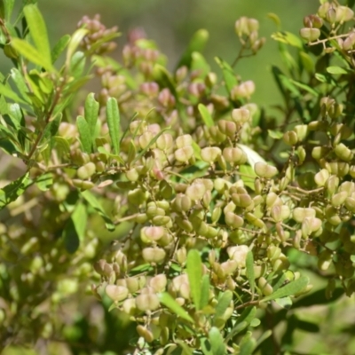 Bursaria spinosa (Native Blackthorn, Sweet Bursaria) at Woollamia, NSW - 15 Jul 2024 by plants