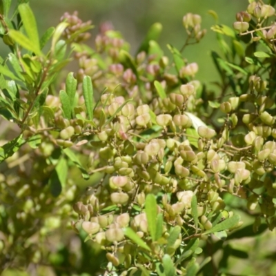 Bursaria spinosa (Native Blackthorn, Sweet Bursaria) at Woollamia, NSW - 16 Jul 2024 by plants