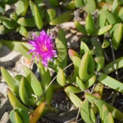 Carpobrotus glaucescens (Pigface) at Huskisson, NSW - 15 Jul 2024 by plants