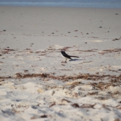 Rhipidura leucophrys (Willie Wagtail) at Myola, NSW - 15 Jul 2024 by plants