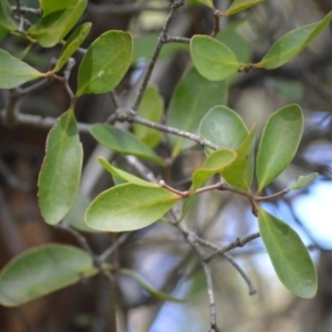 Muellerina celastroides at Huskisson, NSW - 16 Jul 2024