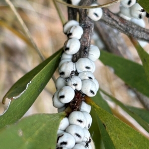 Cryptes baccatus at Uriarra Village, ACT - 10 Jul 2024 11:44 AM