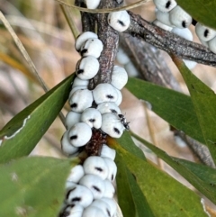 Cryptes baccatus at Uriarra Village, ACT - 10 Jul 2024 11:44 AM