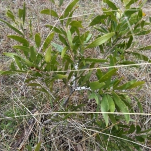 Cryptes baccatus at Uriarra Village, ACT - 10 Jul 2024 11:44 AM