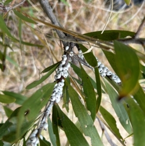 Cryptes baccatus at Uriarra Village, ACT - 10 Jul 2024 11:44 AM