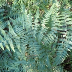 Hypolepis muelleri (Harsh Ground Fern, Swamp Bracken) at Jerrawangala, NSW - 15 Jul 2024 by plants