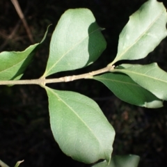 Notelaea longifolia f. longifolia (Mock Olive) at Jerrawangala, NSW - 14 Jul 2024 by plants
