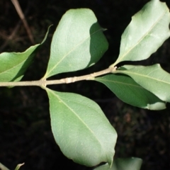 Notelaea longifolia f. longifolia (Mock Olive) at Jerrawangala, NSW - 15 Jul 2024 by plants