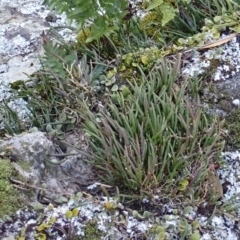 Dockrillia striolata (Streaked Rock Orchid) at Tianjara, NSW - 14 Jul 2024 by plants