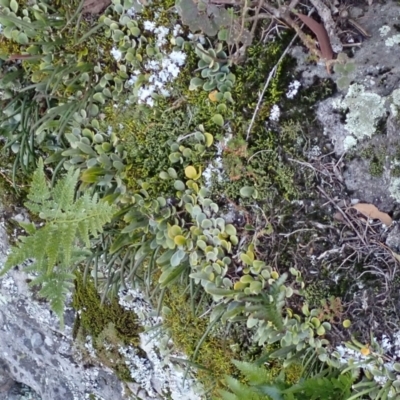 Pyrrosia rupestris (Rock Felt Fern) at Tianjara, NSW - 15 Jul 2024 by plants