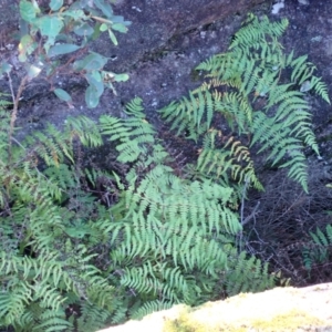 Histiopteris incisa at Tianjara, NSW - suppressed