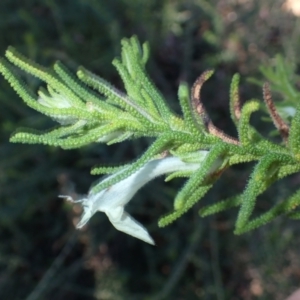 Chloanthes stoechadis at Tianjara, NSW - 15 Jul 2024