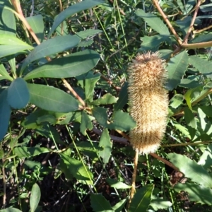 Banksia paludosa subsp. paludosa at Tianjara, NSW - 15 Jul 2024