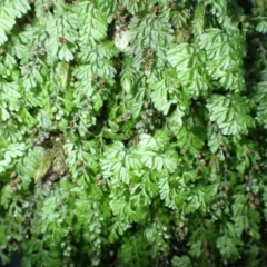 Hymenophyllum cupressiforme (Common Filmy Fern) at Jerrawangala, NSW - 15 Jul 2024 by plants