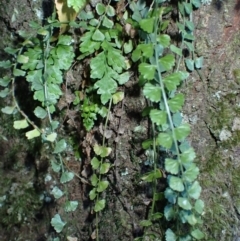 Asplenium flabellifolium (Necklace Fern) at Jerrawangala, NSW - 15 Jul 2024 by plants