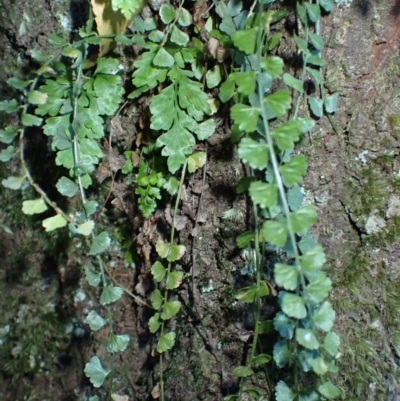 Asplenium flabellifolium (Necklace Fern) at Jerrawangala, NSW - 15 Jul 2024 by plants