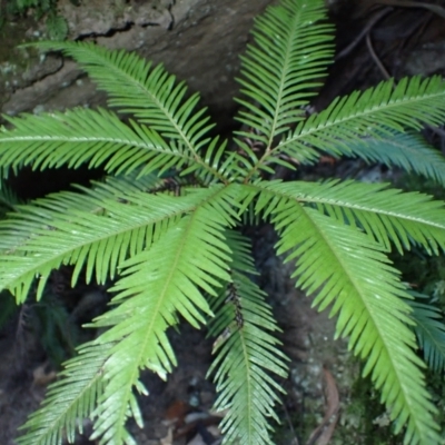 Sticherus flabellatus (Shiny Fan-fern, Umbrella Fern) at Jerrawangala, NSW - 15 Jul 2024 by plants