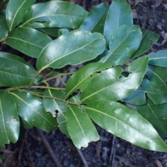 Cryptocarya glaucescens (Bolly Laurel) at Jerrawangala, NSW - 15 Jul 2024 by plants