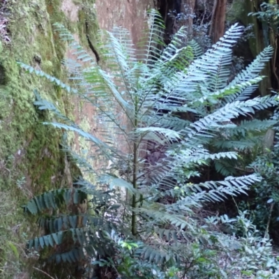 Polyscias murrayi (Pencil Cedar) at Jerrawangala, NSW - 15 Jul 2024 by plants