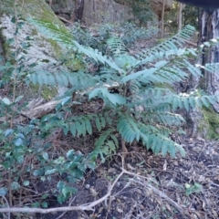 Polyscias murrayi at Jerrawangala, NSW - 15 Jul 2024