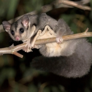 Petaurus norfolcensis at Eungella Dam, QLD - 23 Jul 2018