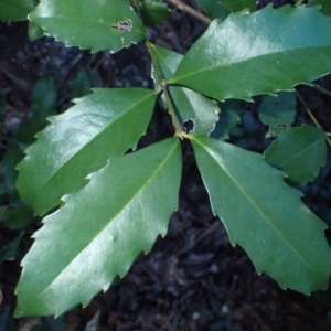 Doryphora sassafras at Jerrawangala, NSW - 15 Jul 2024