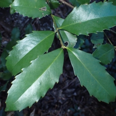 Doryphora sassafras at Jerrawangala, NSW - 15 Jul 2024 by plants
