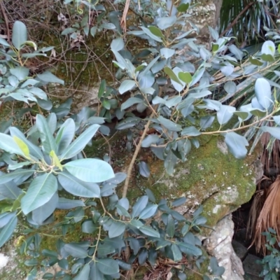 Ficus rubiginosa (Port Jackson or Rusty Fig) at Jerrawangala, NSW - 15 Jul 2024 by plants