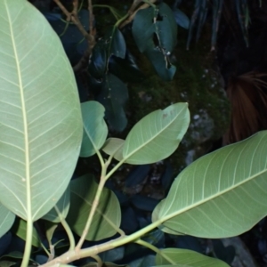 Ficus rubiginosa at Jerrawangala, NSW - 15 Jul 2024